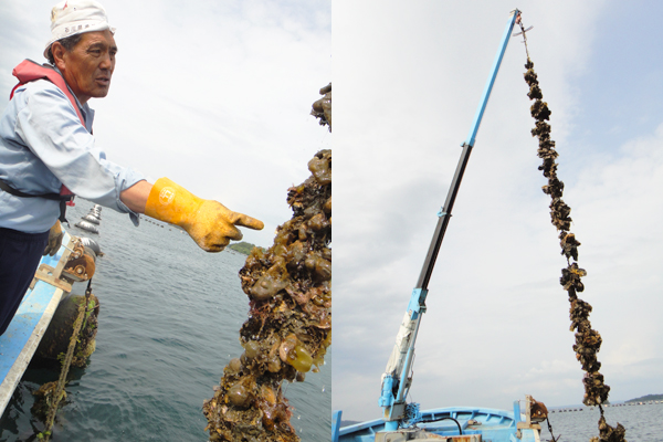 牡蠣養殖体験【スーベニアプロジェクト】北陸留学：「牡蠣養殖体験から見る里海、里山」